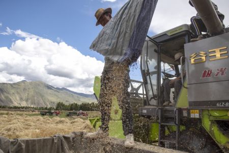 (miniature) Des agriculteurs récoltent l'orge des hautes terres dans le village de Kere de l'arrondissement de Dagze à Lhassa